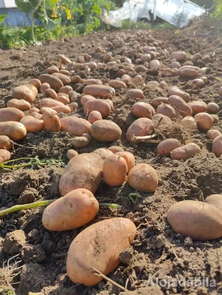 Batata branca nova