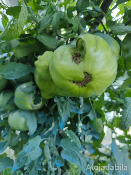 Tomate coração boi