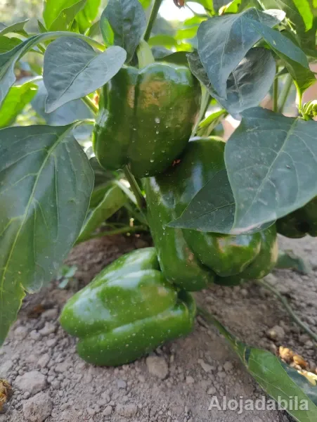 Pimento verde