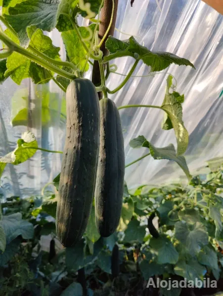 Pepino