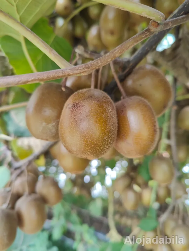Kiwi amarelo
